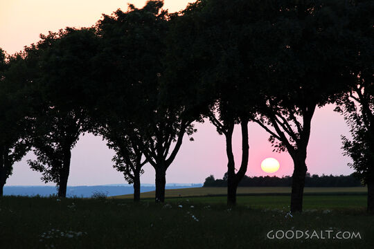 Sunset Through the Trees