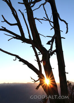 Sunrise Through the Wilderness Tree