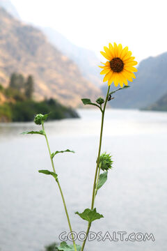 Sunflower by the Mountain Lake