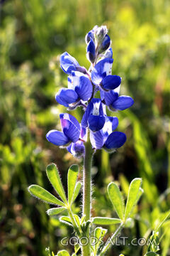 Wild Lupine in Morning Light