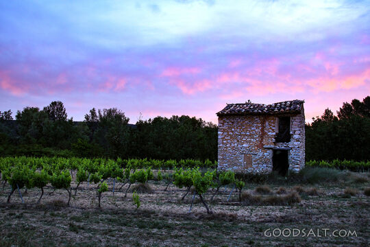 Vineyard at Evening