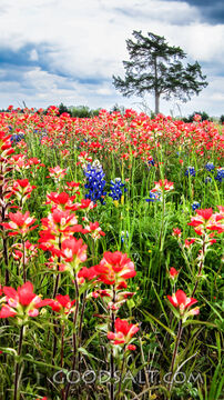 Wildflowers of the Creator