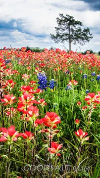 Wildflowers of the Creator