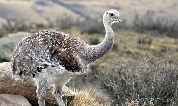 Rhea in the Wilderness