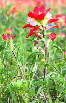 Wildflowers of the Field