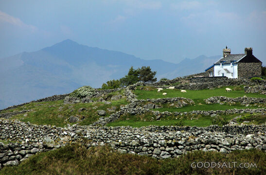 Sheep Pasture Beside a Highland Cottage