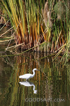 Egret Among the Reeds