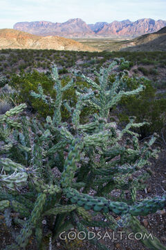Desert Cactus Before the Mountains
