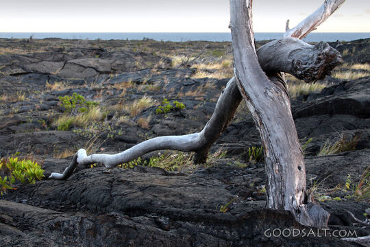 Weathered Tree on the Lava Wilderness