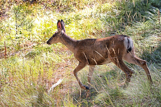 Doe Walking Through Sunlit Grass