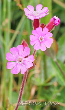 Red Campion Wildflowers in God’s Creation