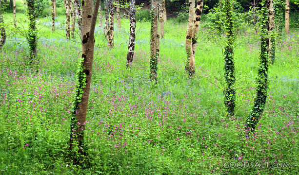 Woodland Meadow in Spring
