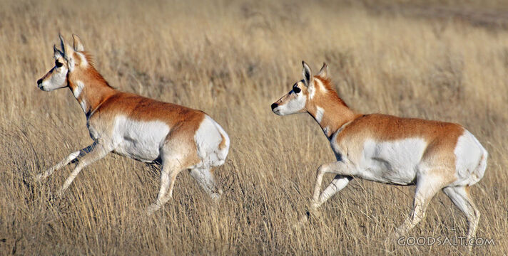 Pronghorns Running Through the Grassland