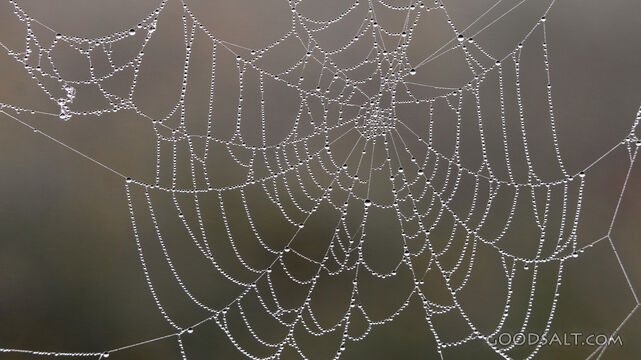 Dew on the Spider Web