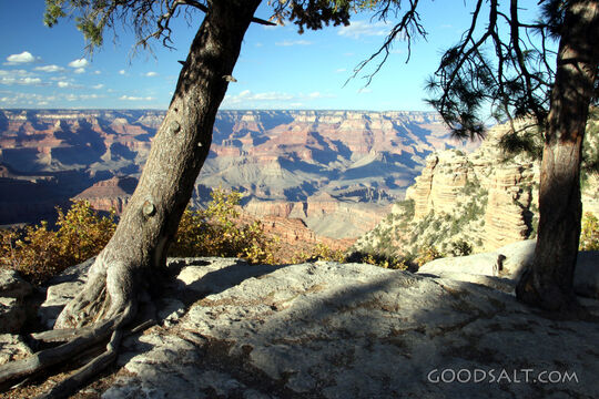 Canyon Majesty Beneath the Pines