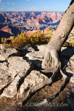Roots at the Canyon Rim