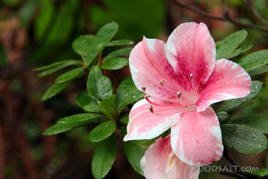 Rain-Kissed Azalea Blossom