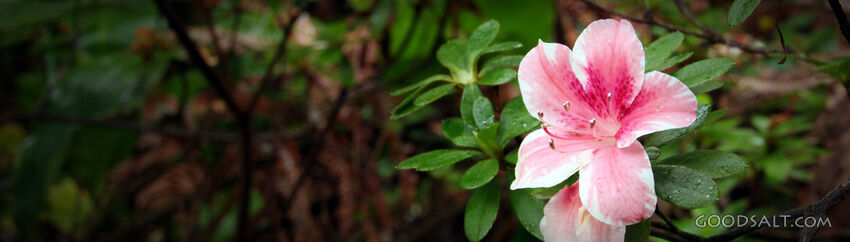Azalea Blossom in God’s Creation