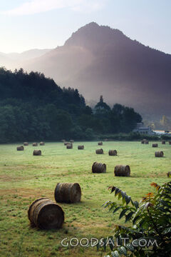 Morning Harvest Beneath the Mountains