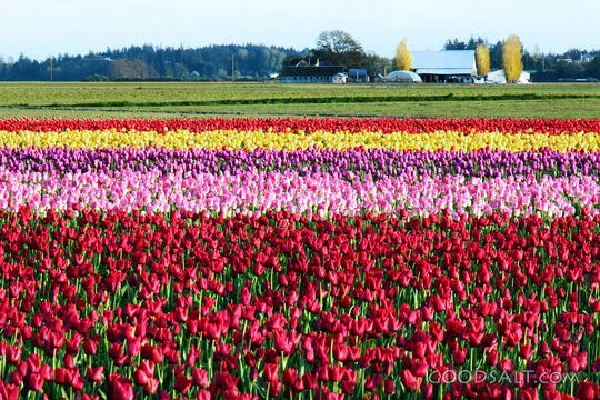 Tulip Fields in Spring