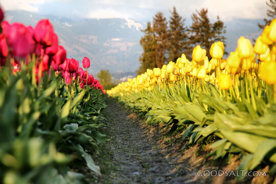 Tulip Rows in Spring Garden
