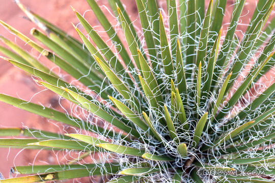 Yucca Filaments in the Wilderness
