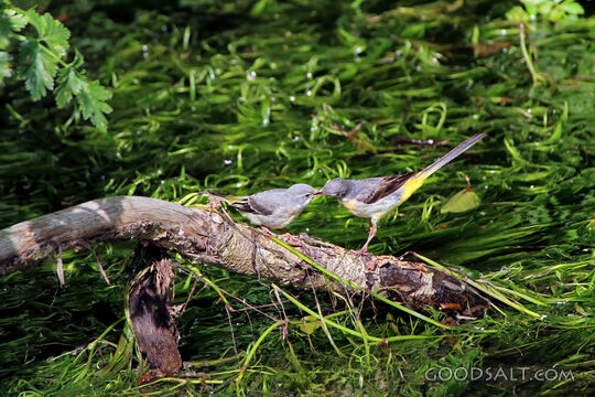 Sparrows Fed by the Stream