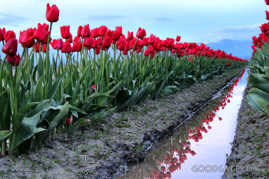 Tulips Beside the Furrow