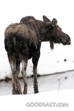 Moose at the Winter Stream