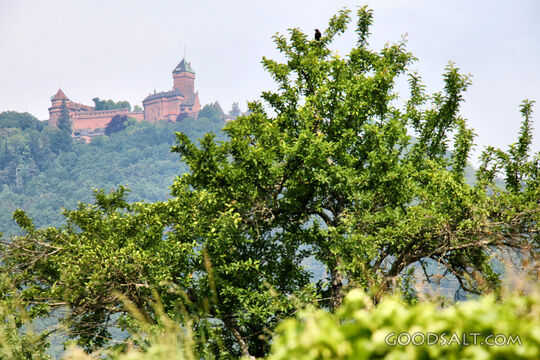 Fortress Beyond the Orchard