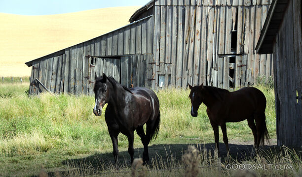 Horses Beside the Weathered Barn