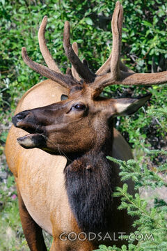Elk Among the Evergreens
