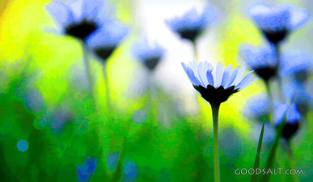 Daisies in the Light of Creation