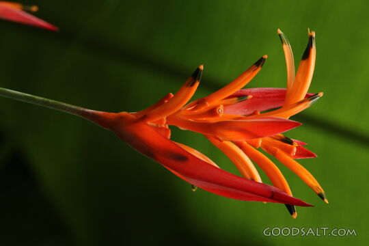 Heliconia in Creation
