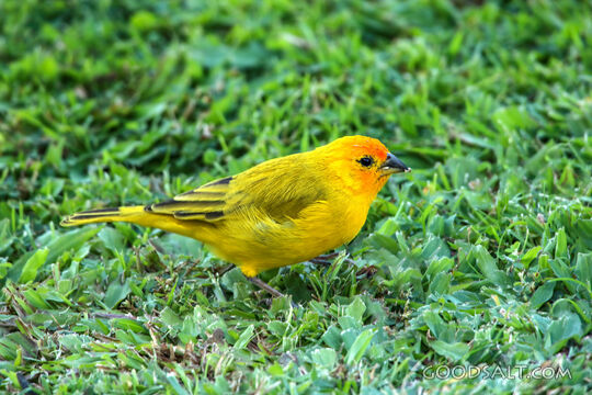 Yellow Finch in God’s Meadow