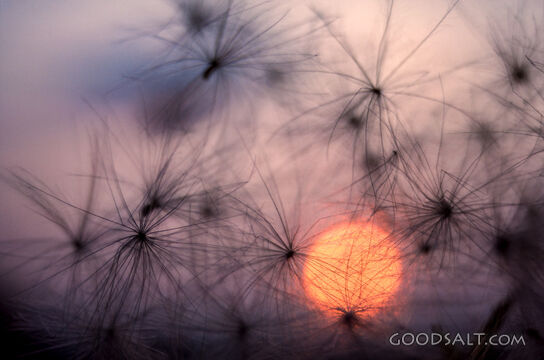 Seeds of Grace at Sunset