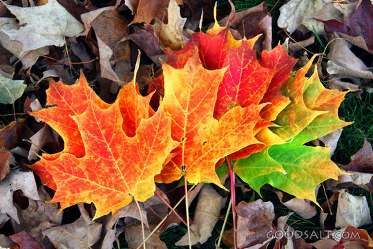 Autumn Maple Leaves of Creation
