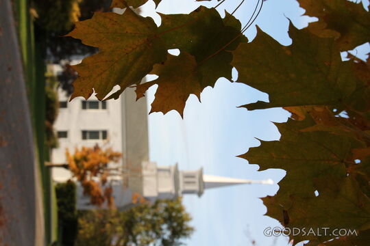 Autumn Leaves at the Church Steeple