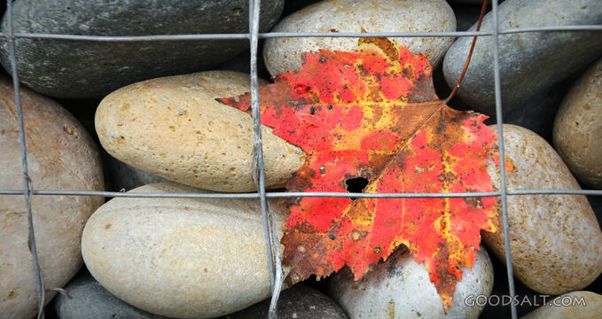 Autumn Leaf Among River Stones