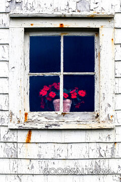 Flowers in the Weathered Window