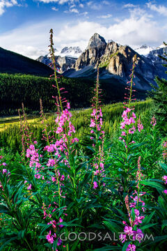 Wildflowers Before the Mountains