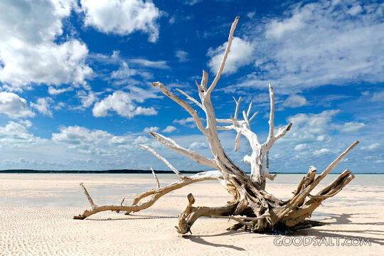 Driftwood on the Barren Shore