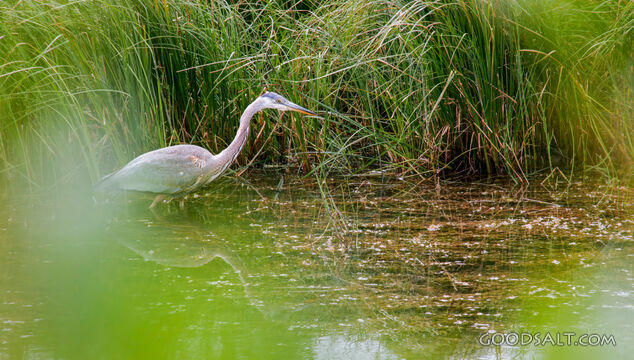 Heron Among the Reeds