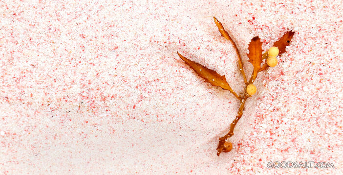 Holly Sprig on Winter Snow