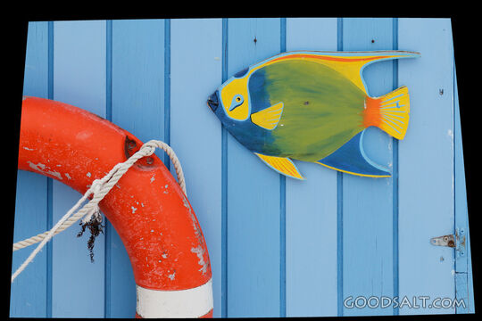 Tropical Fish and Lifebuoy