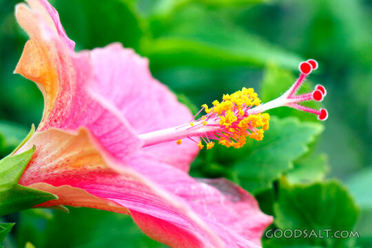 Hibiscus Blossom in the Garden