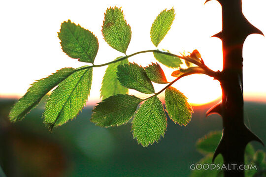 Thorns and New Life at Sunset