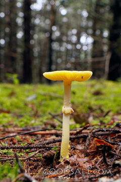 Forest Mushroom in God’s Creation