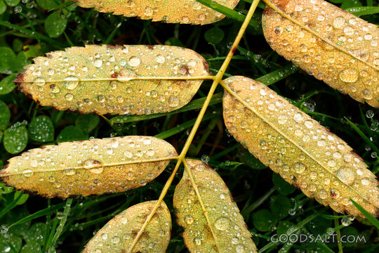 Morning Dew on Autumn Leaves