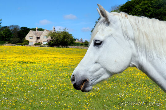 White Horse in the Meadow